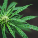 CBD concentration in marijuana plants is lower than the CBD content in hemp plants