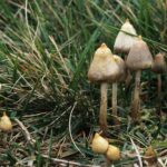 Where to buy shrooms for the environment?