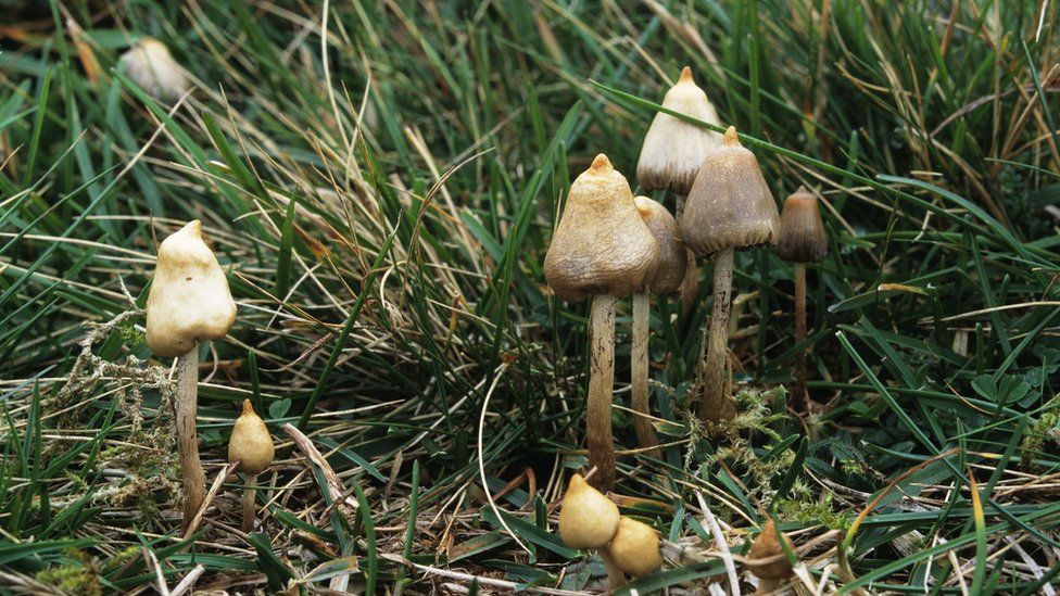 buy shrooms for the environment